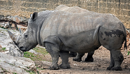 Fototapeta premium African rhinoceroses. Latin name - Diceros bicornis 