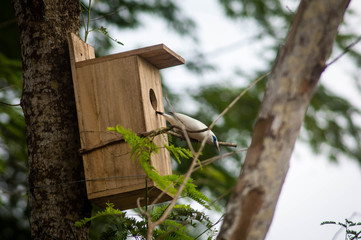The Bali myna (Leucopsar rothschildi), also known as Rothschild's mynah, Bali starling, or Bali mynah, locally known as jalak Bali