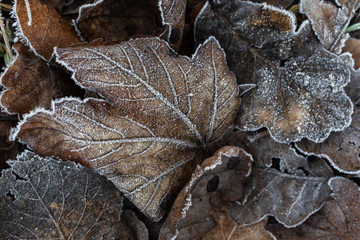 Frosted autumnal leaves laying on the ground