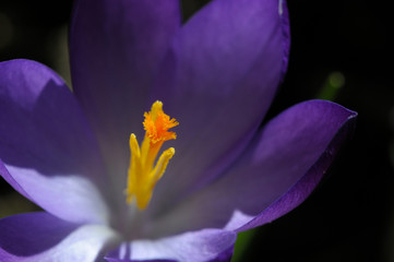 Bl&uuml;hender Krokus im Fr&uuml;hling