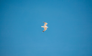 seagull in the fly with the blue sky background