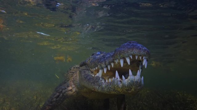 Predator in water, wild Alligator American saltwater crocodile underwater extreme 4k shot