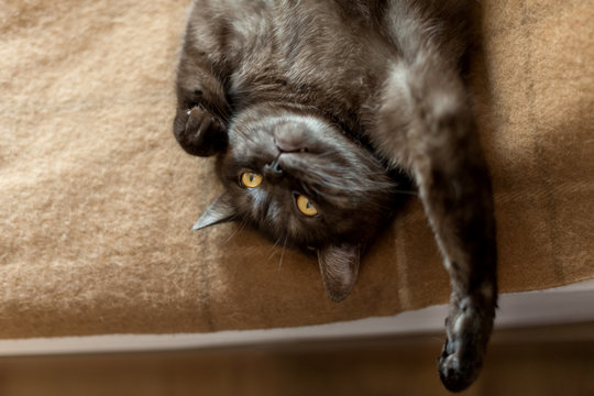 Cute pure breed gray cat laying on sofa upside down