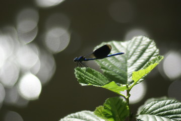 Gebänderte Prachtlibelle auf Blatt 2019192