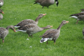 Graugänse beim Schnattern 2019161