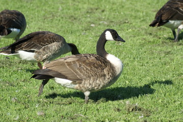 Kanadagans Aufpasser auf Wiese 2019167