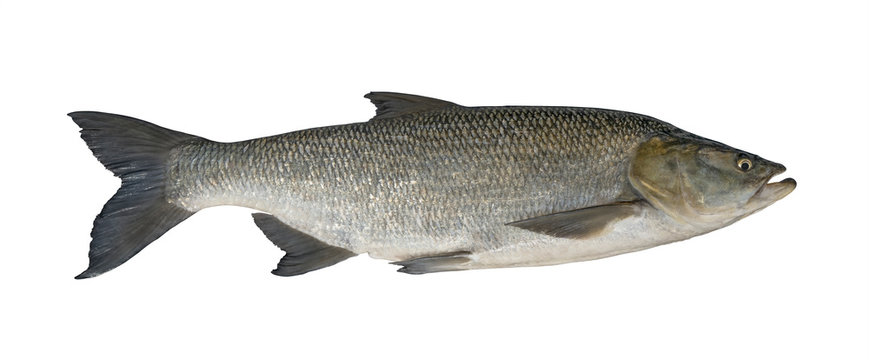 Aspius fishing. Big asp fish isolated on white background
