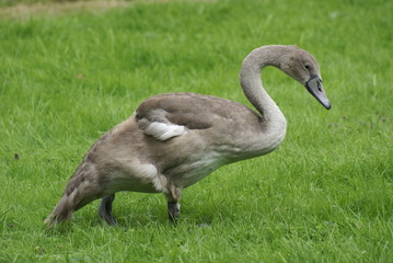 Schwanenjunges groß 2019164