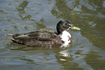 Stockente Hybrid 2019169