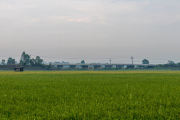 Fototapeta na wymiar Early morning rice fields with concrete bridges.