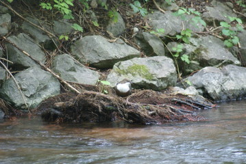Wasseramsel in München 2019168-1