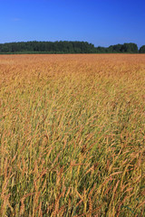 Field of ripe wheat ears