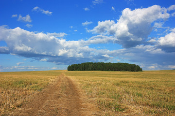 Fototapeta premium Country dirt road in the field