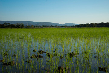 rizière au coucher du soleil