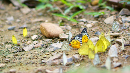 yellow butterfly eating on saltlick soil at Ban Krang Camp in Kaeng Krachan National park Thailand