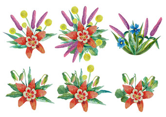 Set watercolor elements - Aquilegia, knapweed and other flowers and herbs
