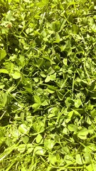 background of green leaves