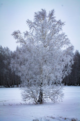 trees in winter