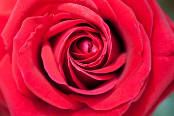 花びら幾重にも