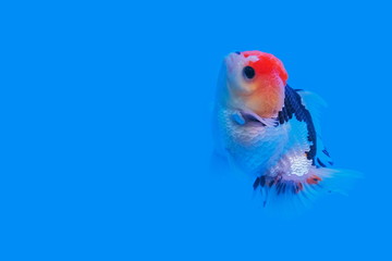 Beautiful Oranda Goldfish (Carassius auratus) White-black Color with red cap in glass tank on blue background, aquarium pet fish in Thailand.