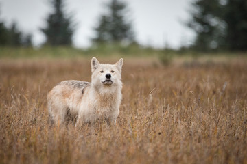 White Timber wolf looking at camera alaska