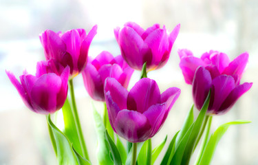 A bouquet of purple tulips on a blurry background in soft light. Selective focus.