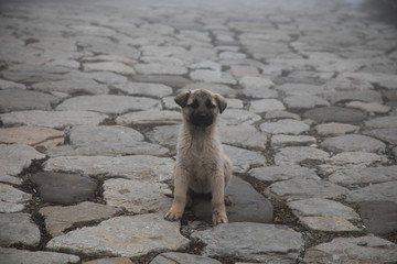 cur puppy in foggy day on the stone lane. mist and dog(s)