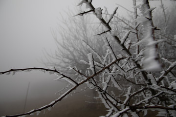 hard rime, frozen tree winter wonderland scenery. freezing fog and Mist background. moisture forming ice.