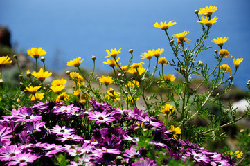 Beautiful spring flowers by the see on Andros island, Greece