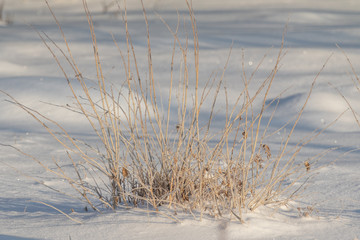 snow field close up plants