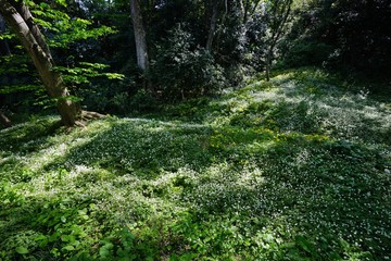 ニリンソウの花畑
