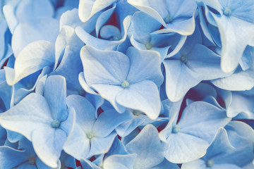 Blue Hydrangea or Hortensia flower background
