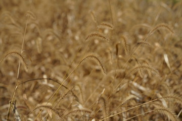 Foxtail grass in field