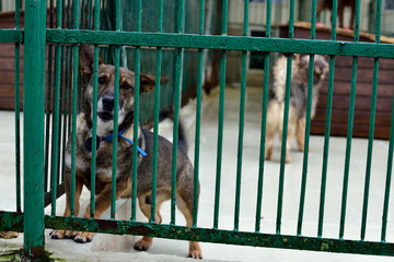 A dog locked in a cage of animal shelters.