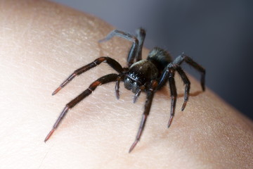 black spider in house