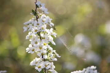 Obraz premium White spiraea flowers
