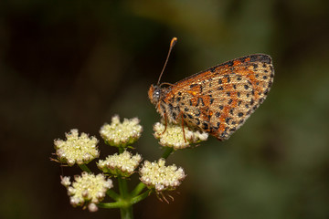 butterfly nature flower macro drop