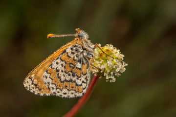 butterfly nature flower macro drop