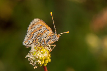 butterfly nature flower macro drop