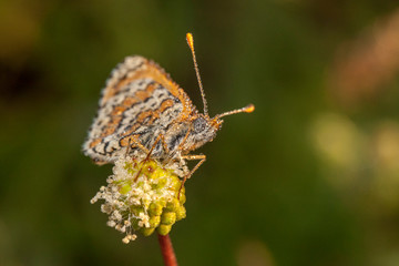 butterfly nature flower macro drop