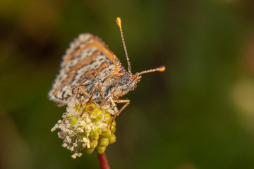 butterfly nature flower macro drop