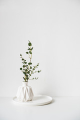 Eucalyptus branches in white ceramic vase on empty wall background