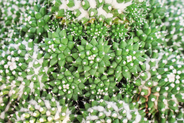 Colorful multicolored green cactus group natural patterns texture for background , top view ornamental plants