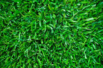 Grass area from a high angle view