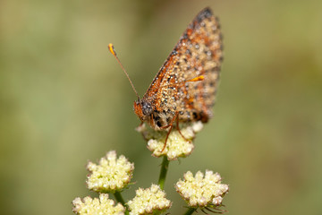 butterfly nature flower macro drop