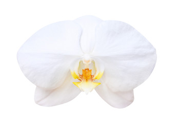 Naklejka na ściany i meble White phalaenopsis orchids flower blooming isolated on background with clipping path, natural ornamental plants