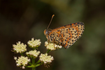 butterfly nature flower macro drop