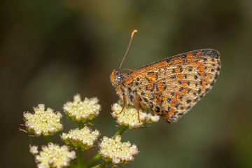butterfly nature flower macro drop