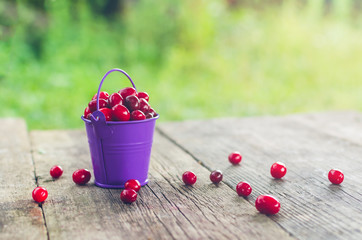 Small purple bucket with dogwood on an old wooden table