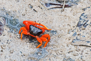 A flame backed fiddler crab, Uca flammula, which is found in northern and northwestern Australia...